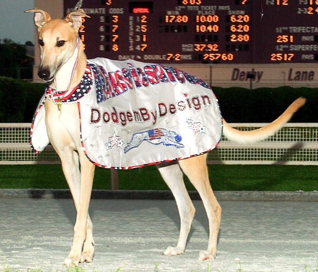 Greyhound in decorative robe standing at race track.