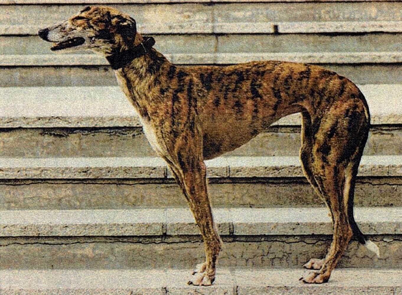 Brindle greyhound standing on stone steps outdoors.