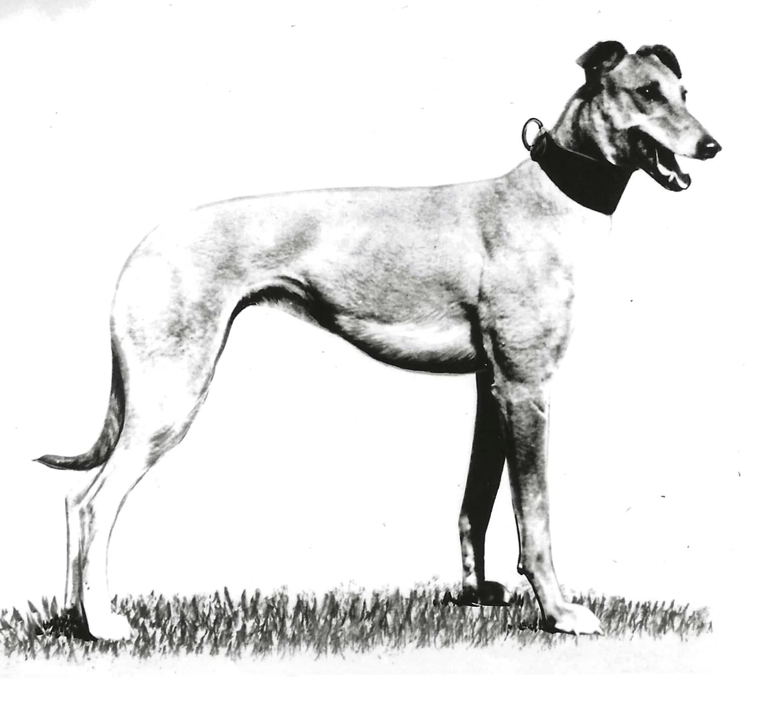 Inductees: Kitty Dunn