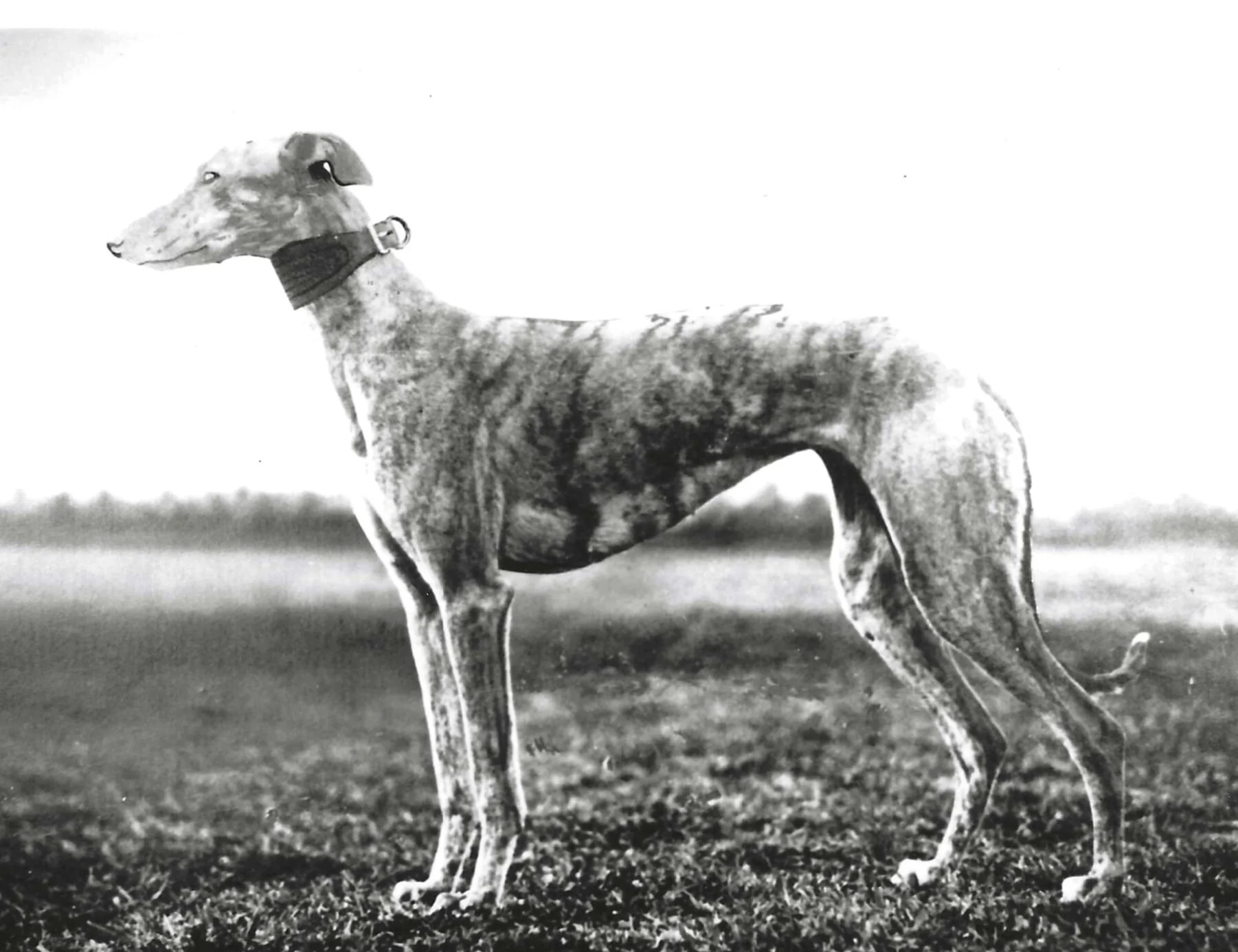 Inductees: Sunny Concern