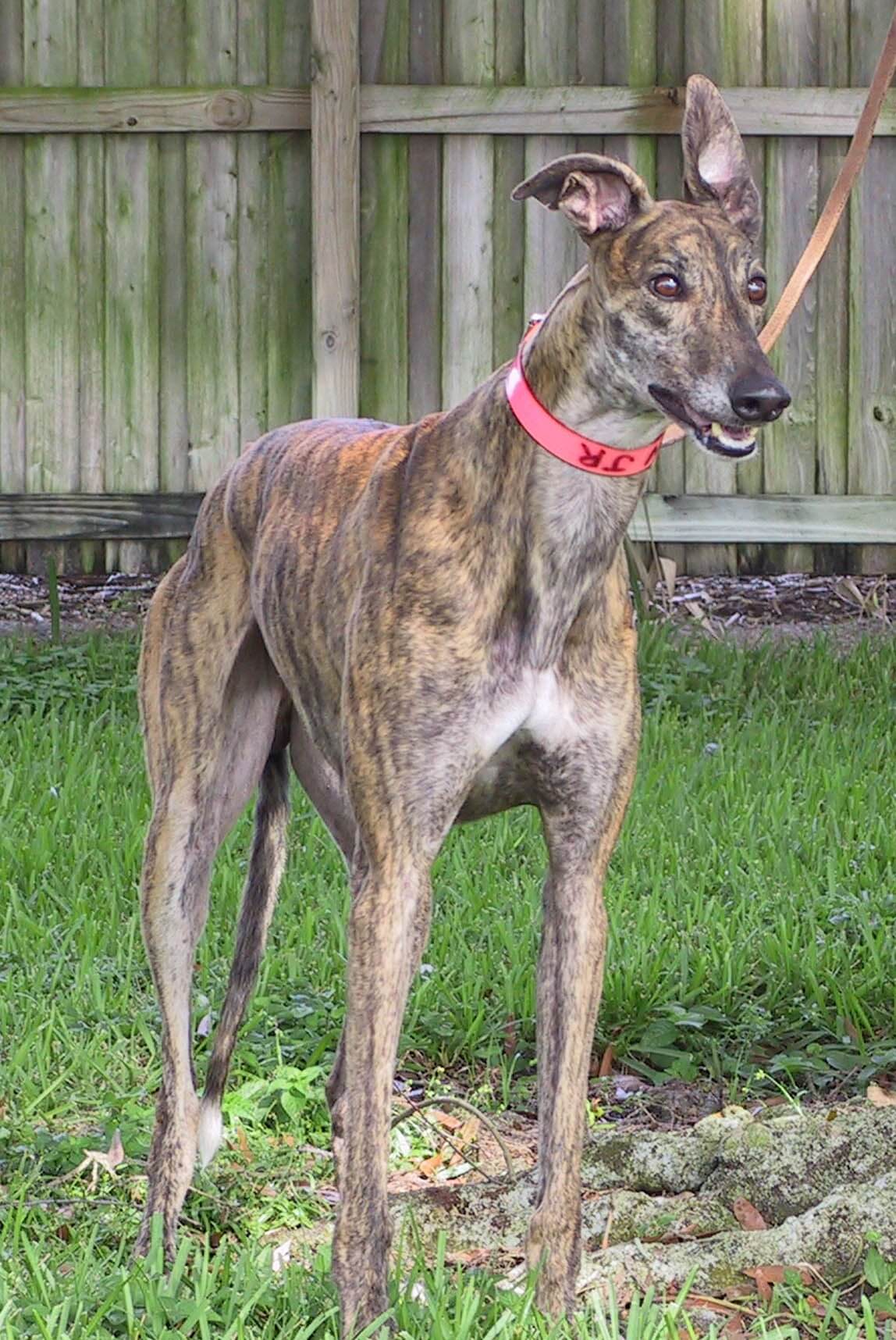 Post: greyhound hall of fame inductee cayman went