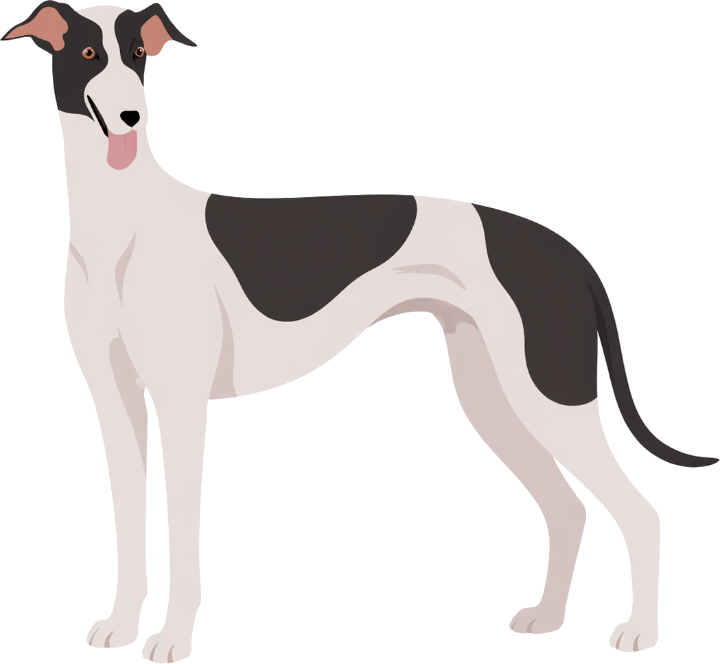 Greyhound dog