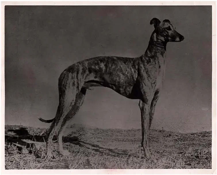 Standing greyhound in profile on grassy ground.