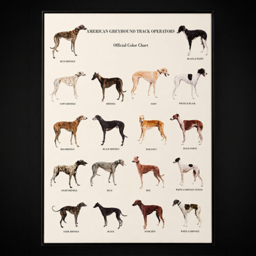 Greyhound Dog Color Chart