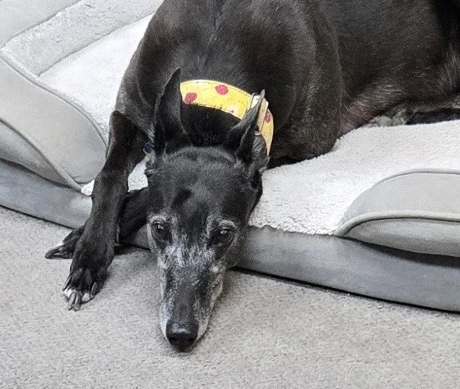 Koko